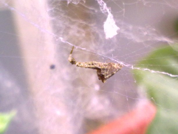 Uloborus plumipes